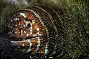 "Grasslands For Cover" part of my Underwater Surrealism s... by Conor Culver 